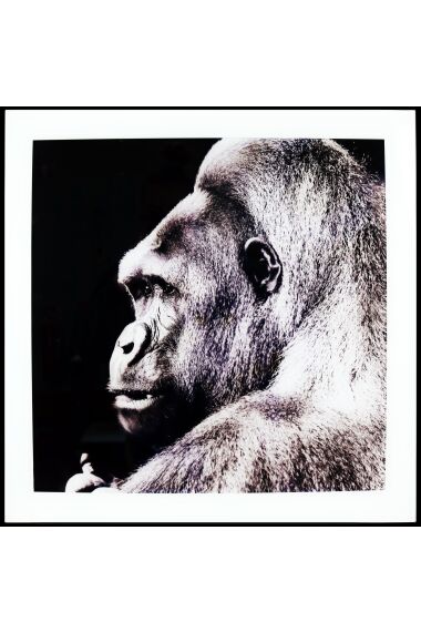 Tavla i Glas Orangutan