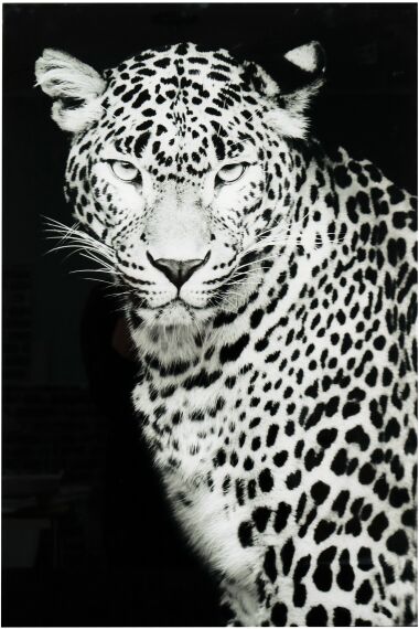 Tavla i Glas Leopard