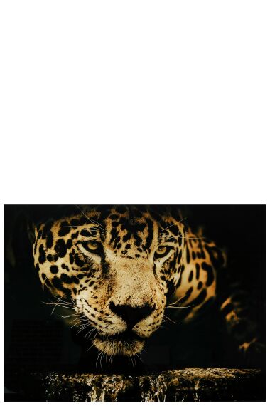 Tavla i Härdat Glas Leopard