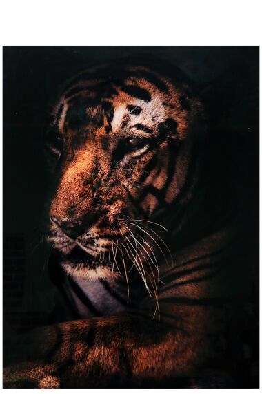 Tavla i Härdat Glas Old Tiger