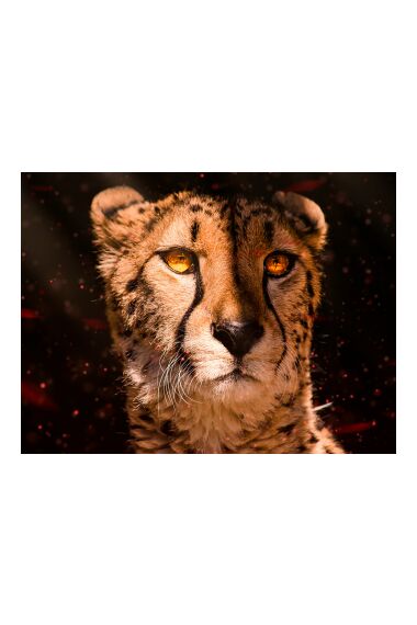 Tavla i Härdat Glas Cheetah